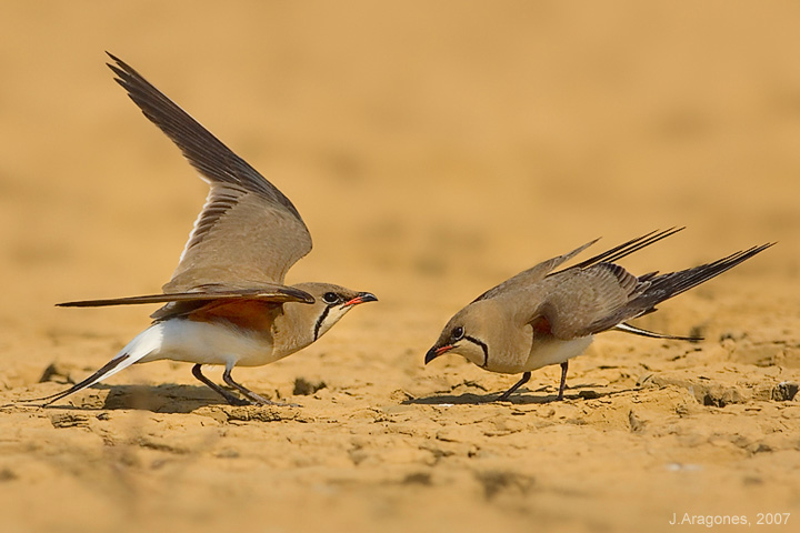 Broken wing display