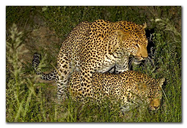 Mating leopards