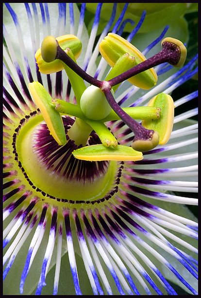 Blue Passion Flower