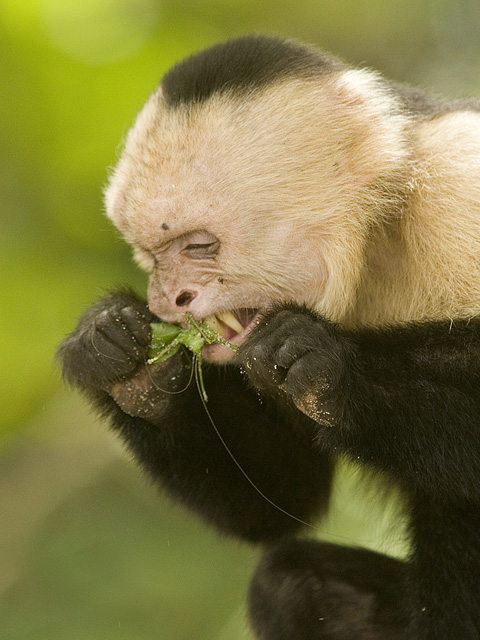 White Faced Capuchin Monkey feeding Grasshoper