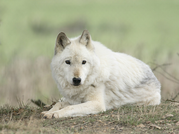 WC#291 - Resting Wolf (captive)