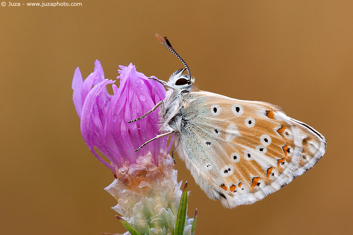 Butterfly and flower