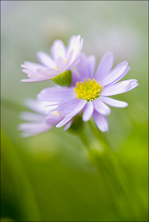 Mini Bouquet