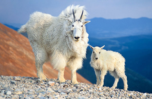 WC#293 - Mom & baby mountain goats