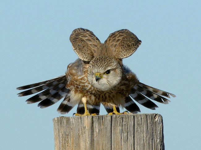 Prairie Merlin