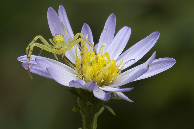 Spider and Purple Aster