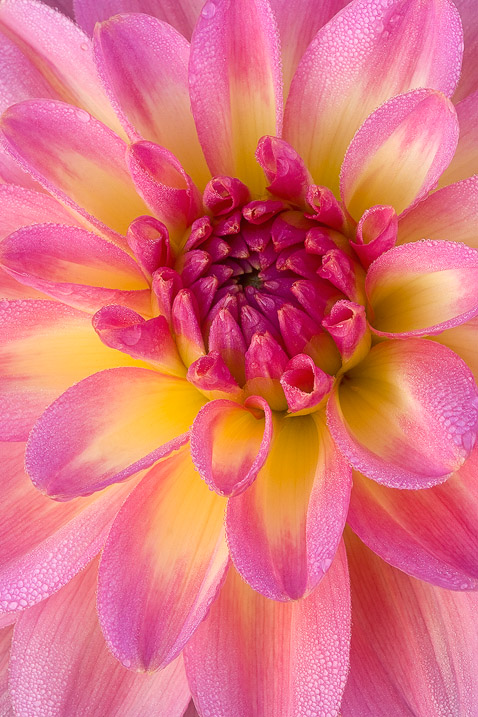 Pink Dahlia - Frame Filling Color Theme