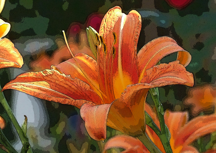 Tiger Lilly Summer