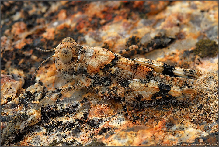Camouflage