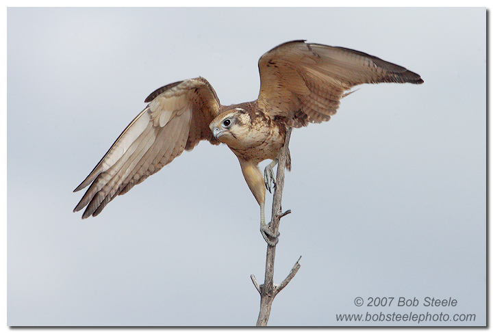 Brown Falcon