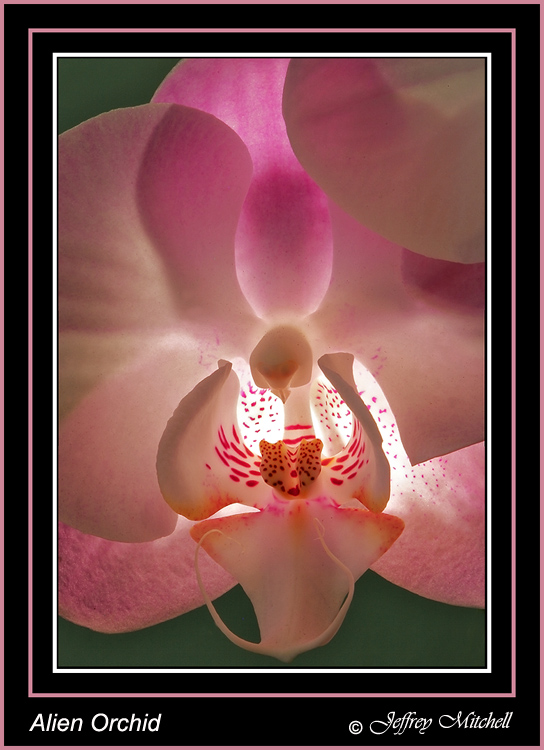 WC #297-Alien Orchid