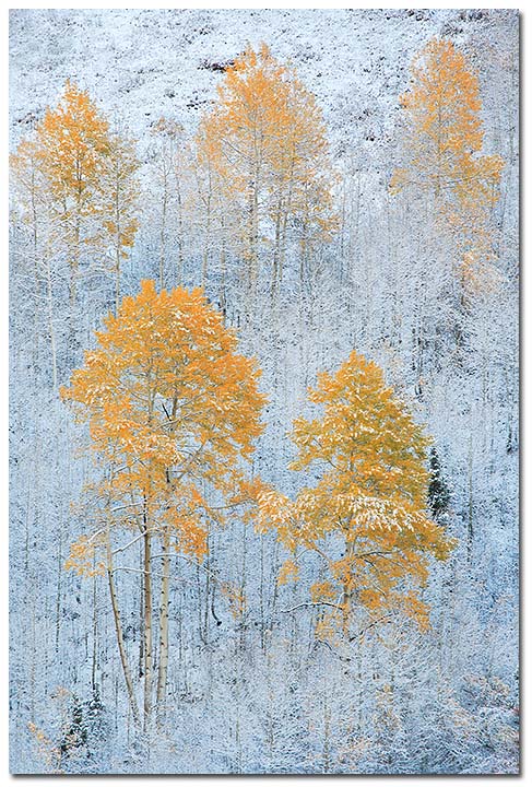 Five Aspens