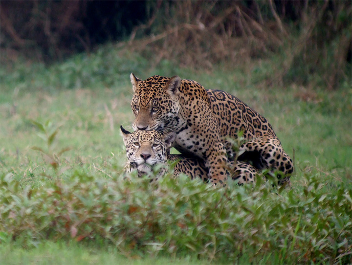 Jaguars