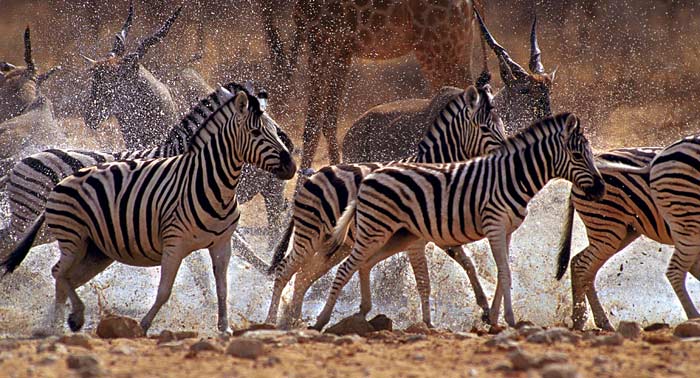 Zebras at waterhole