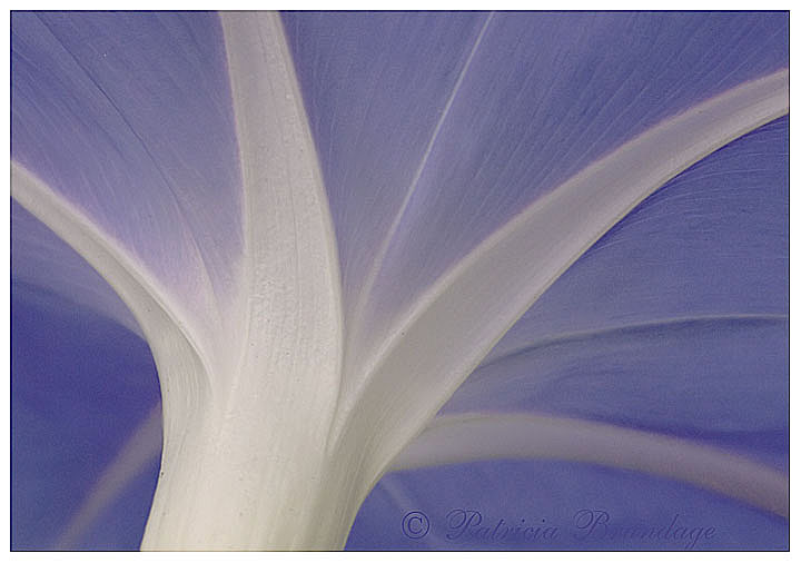 Morning Glory Closeup
