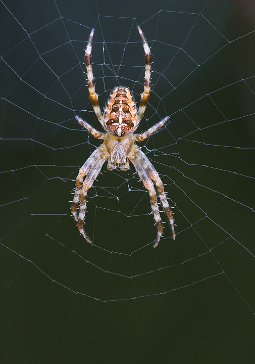 Garden Spider in Web