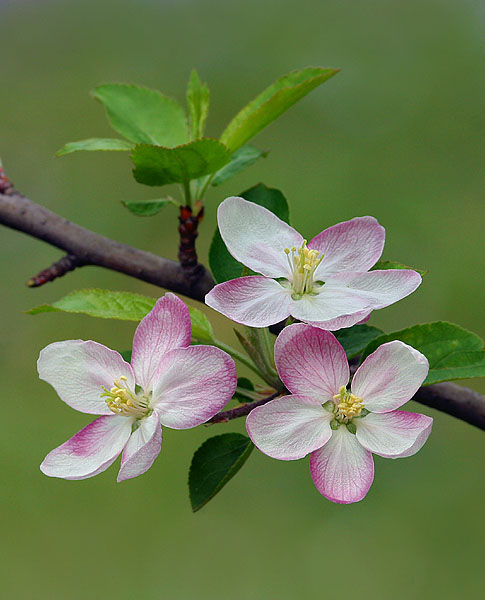 Apple Blossoms