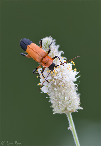 Beetle