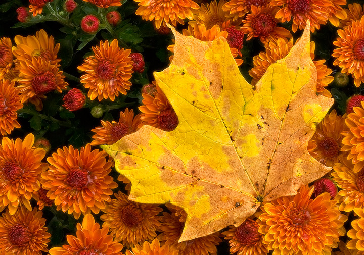 Autumn Splendor