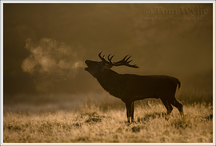 Stag's Breath
