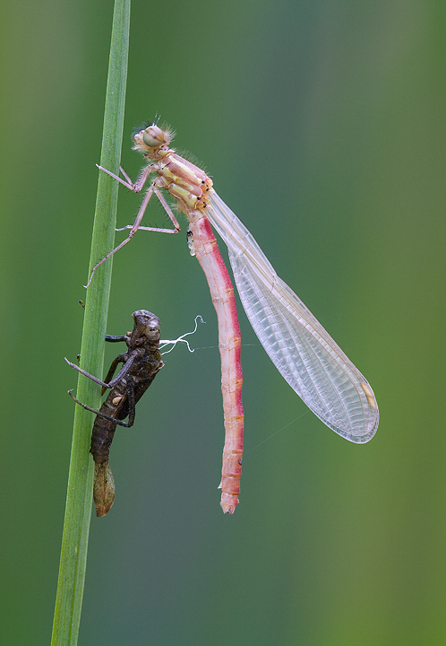 Newly emerged Large Red Damselfly