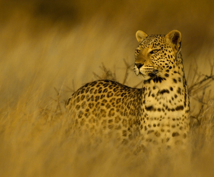 leopard