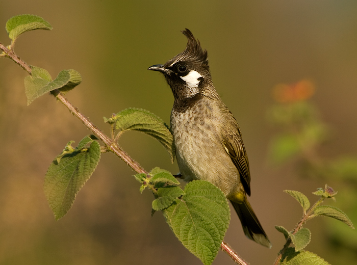 Himalayan Bulbul