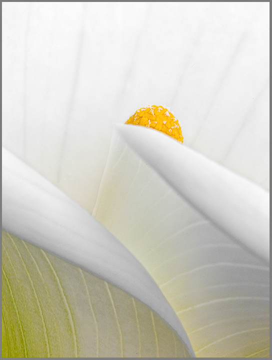 One of the thousand poses of the model Calla % repost