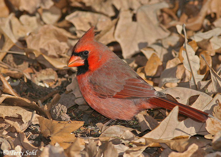 Autumn Cardinal Recipe