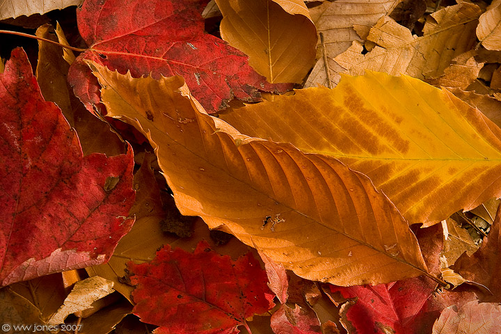 WC #307 Curly Beech Leaf