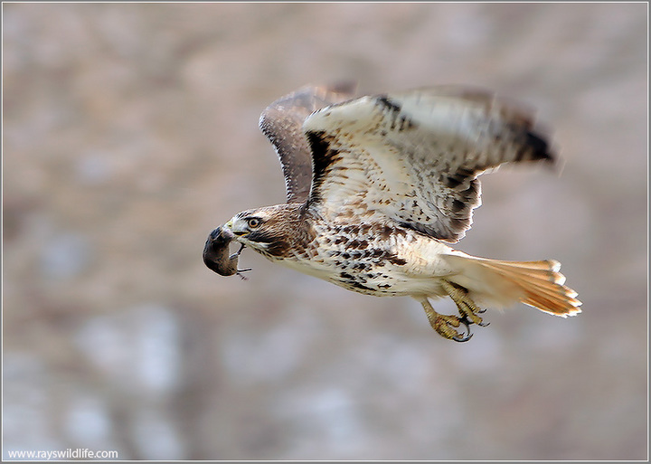 Red-tailed Hawk with lunch