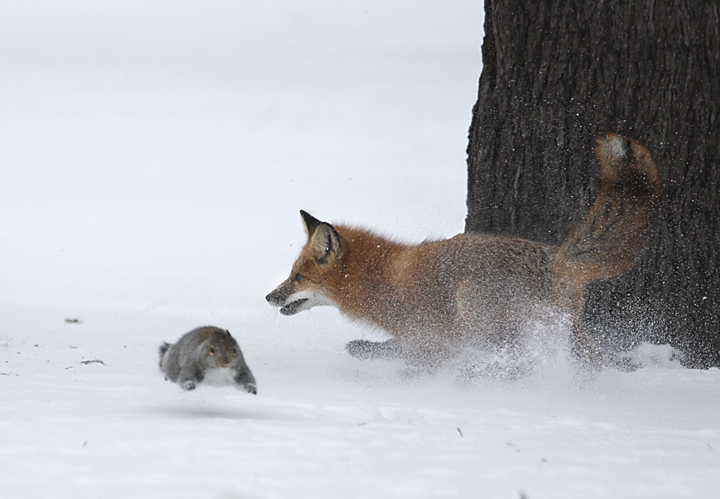 Fox After Squirrel + repost