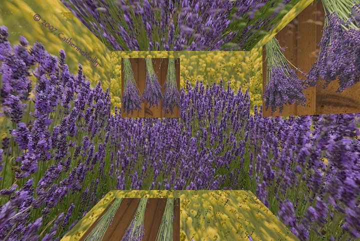 Lavender Transformation
