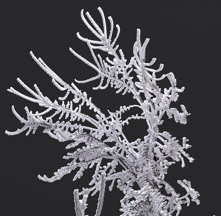 Rime Frost WC #308