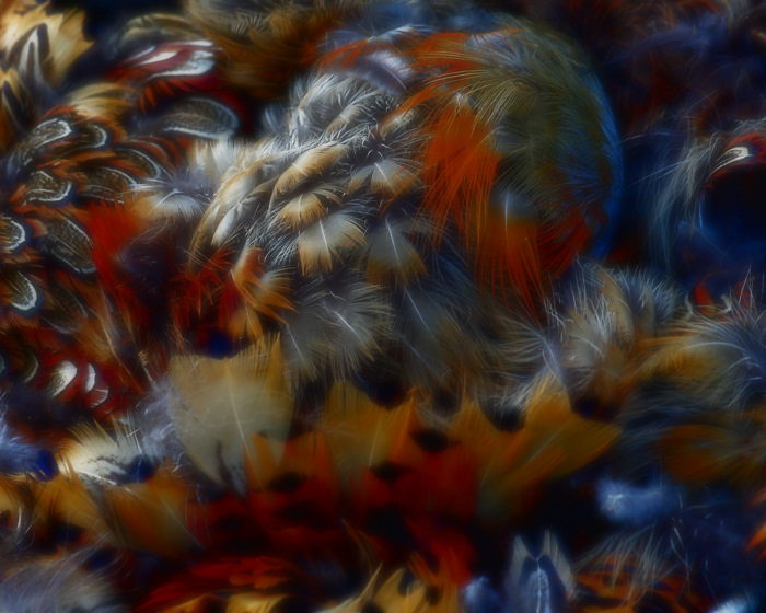 Pheasant feathers