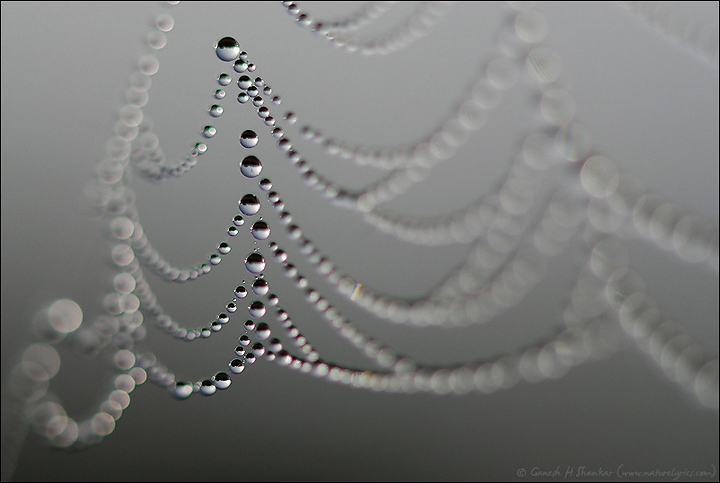 Pearls of Web