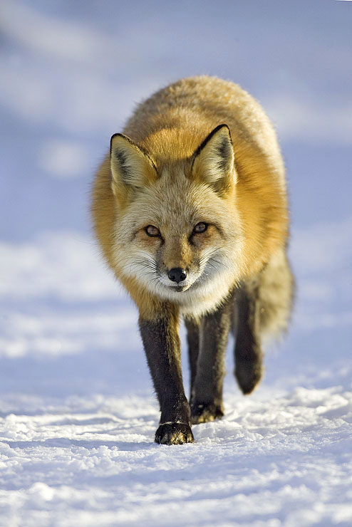 Red Fox