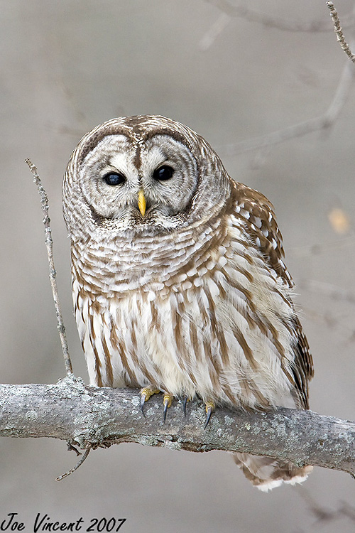 Barred Owl
