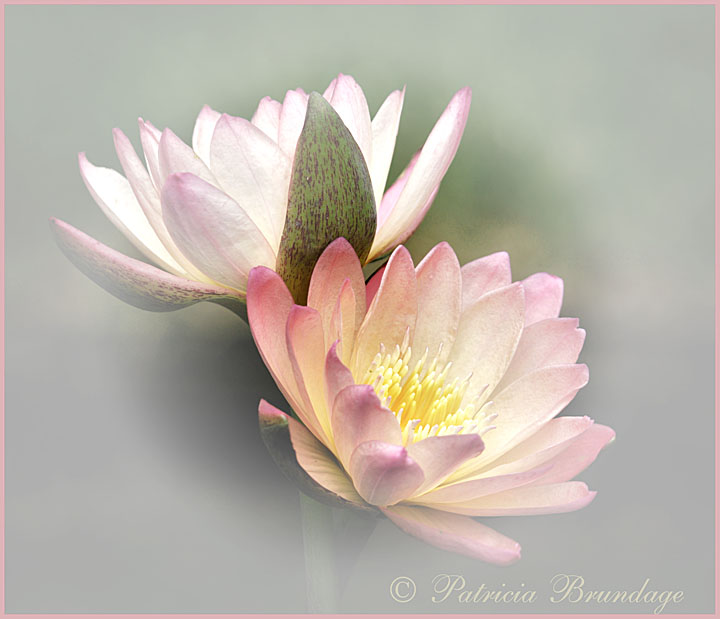 Water Lily Pair