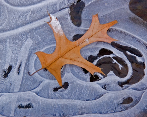 Leaf on Ice