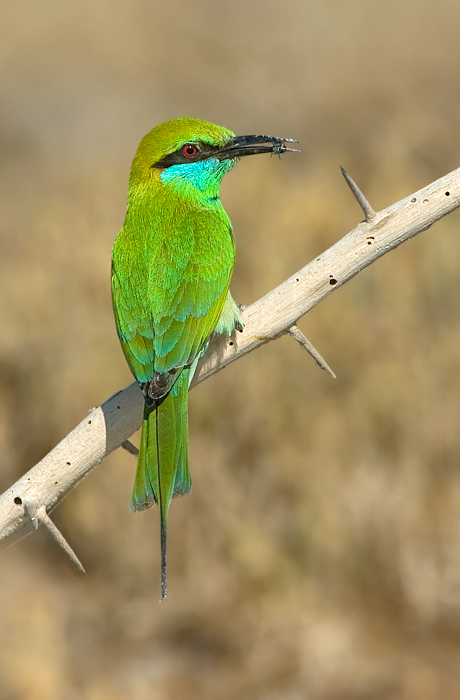 Little Green Bee Eater