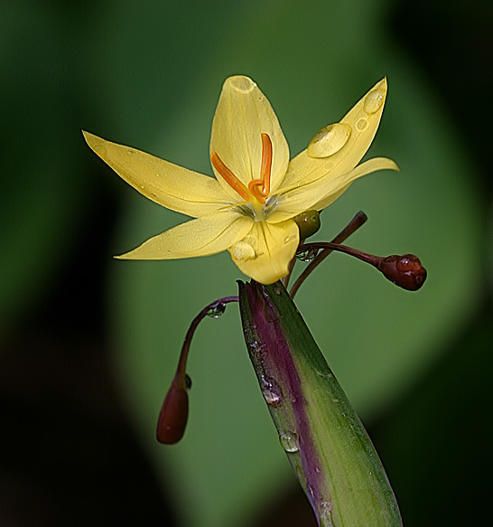 Yellow Stargrass