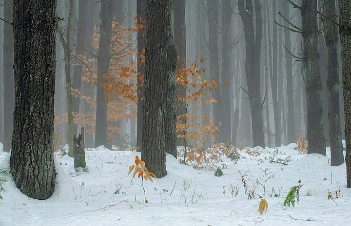 Mystical Forest
