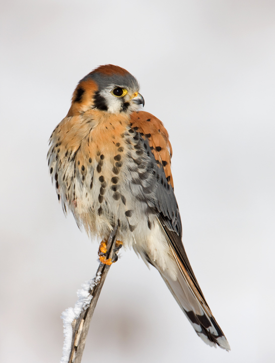 American Kestrel