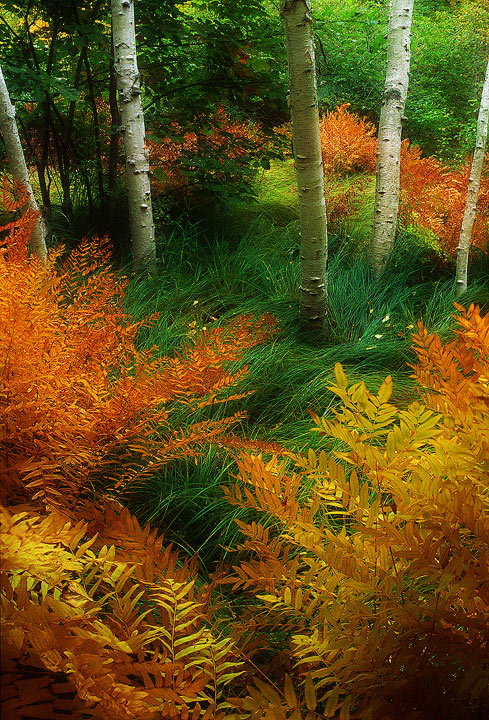  2008 Autumn Ferns