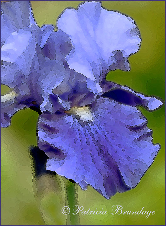 Iris in Oils