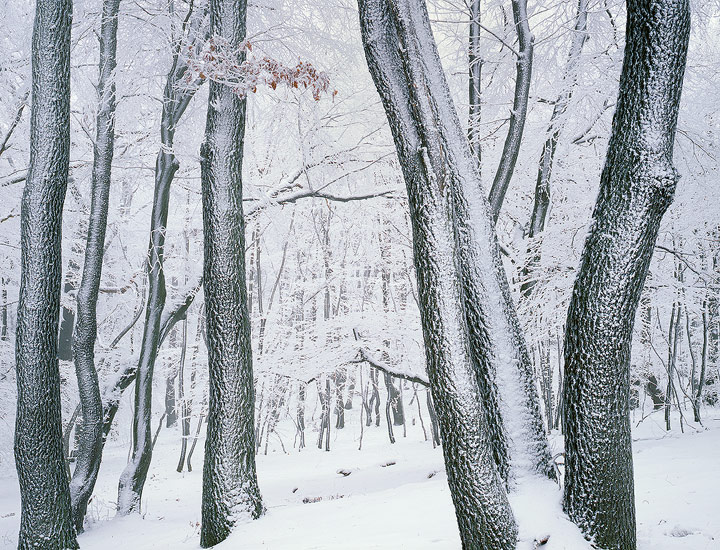 Sculptured Forest