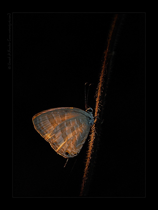 Butterfly in Simulated Evening Light