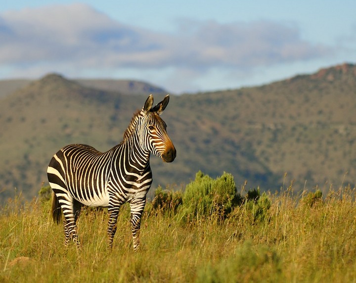 Mountain Zebra