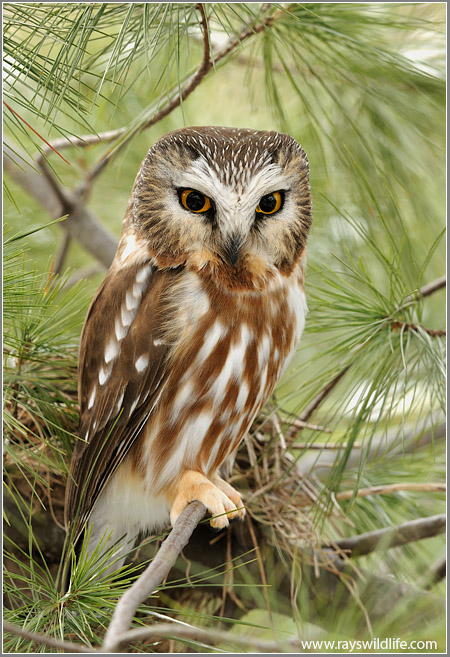 Northern Saw-whet Owl